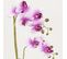 Orchidees Artificielles Fuchsia 55cm