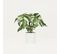 Monstera Artificiel Variegata Toucher Naturel 35cm