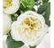 Bouquet Artificiel De Pivoines 32cm Blanc Lot De 2