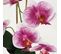 Orchidee Artificielle Blanc-fuchsia 50cm