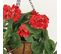 Geranium Artificiel Suspension 35cm