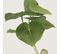 Philodendron Artificiel Pot Ceramique 25cm