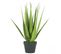 Aloe Vera Artificiel 60cm