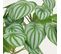 Peperomia Artificiel Pot Effet Cannage 40cm