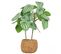 Peperomia Artificiel Pot Effet Cannage 40cm