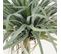 Yucca Artificiel 180cm