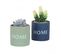 Succulentes Artificielles Home 10cm Lot De 2