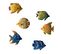 Magnets Poissons Exotiques - Lot De 6