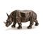 Rhino Déco Afrique