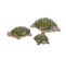 Tortue Olivier 10,5 Cm