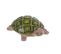 Tortue Olivier 10,5 Cm