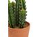 Cactus pot terra H.  30 cm UNIA Terracotta