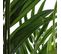 Palmier H.230 cm ARECA Vert