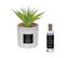 Coffret Senteur Cactus Plante Décorative Et Son Spray De Parfum