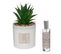 Coffret Senteur Cactus Plante Décorative Et Son Spray De Parfum