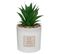 Coffret Senteur Cactus Plante Décorative Et Son Spray De Parfum