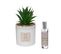 Coffret Senteur Cactus Plante Décorative Et Son Spray De Parfum
