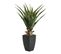 Plante artificielle H73 cm AGAVE Noir / Vert