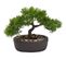 Bonsai H. 23 cm  Vert