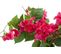 Bougainvilliers H. 76 cm  Assorti