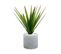 Aloe vera H. 48 cm ALINE Vert