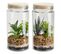 Plante terrarium H.22 cm NATTY Transparent