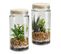 Plante terrarium H.22 cm NATTY Transparent