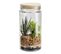 Plante terrarium H.22 cm NATTY Transparent