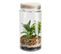 Plante terrarium H.22 cm NATTY Transparent