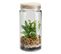 Plante terrarium H.22 cm NATTY Transparent