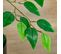 Plante Artificielle Ficus H1,35 M Tronc Liane Lichen Feuilles Réalistes Pot Inclus