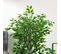 Plante Artificielle Ficus H1,35 M Tronc Liane Lichen Feuilles Réalistes Pot Inclus