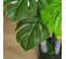 Plante Artificielle Monstera H1,2 M Feuilles De Tortue Réalistes Pot Inclus