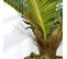 Palmier Artificiel H.0,85 M Tronc Lichen Feuilles Grand Réalisme