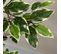 Plante Artificiel Ficus Banian Hauteur 1,3 M Grand Réalisme Pot Inclus