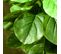 Ficus Lutea Artificiels 1,10h M - Lot De 2 Ficus Artificiels Avec Pots