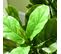 Ficus Lutea Artificiels 1,10h M - Lot De 2 Ficus Artificiels Avec Pots