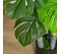 Plante Artificielle Monstera Leonardo Verte