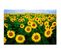 Tableau Champ De Tournesols 120 X 80 Cm Jaune