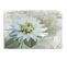 Tableau Fleur Blanche 80 X 60 Cm Blanc