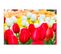 Tableau Bois Tulipes 120 X 80 Cm Rouge