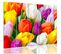 Tableau Tulipes Colorées 100 X 70 Cm Multicolore