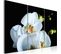 Tableau Orchidée Blanche Comme Neige 90 X 60 Cm Blanc