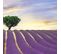 Tableau Champ De Lavande Bois 120 X 80 Cm Violet