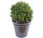 Plante artificielle haute gamme Spécial extérieur / Buis boule artificiel - Dim : H.50 x D.40 cm