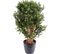 Plante artificielle haute gamme Spécial extérieur / BUIS Artificiel Buisson UV - Dim : 80 x 50 cm