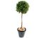 Plante Artificielle Haute Gamme Spécial Extérieur/buis Boule Coloris Vert - H.170 X D.60 Cm