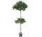 Plante Artificielle / Laurier Tige Double - Dim : 170 x 70 cm