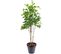 Plante Artificielle Haute Gamme Spécial Extérieur/palissandre Artificielle Vert - 175 X 105 Cm