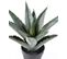 Plante artificielle haute gamme Spécial extérieur / AGAVE artificielle - Dim : 43 x 45 cm